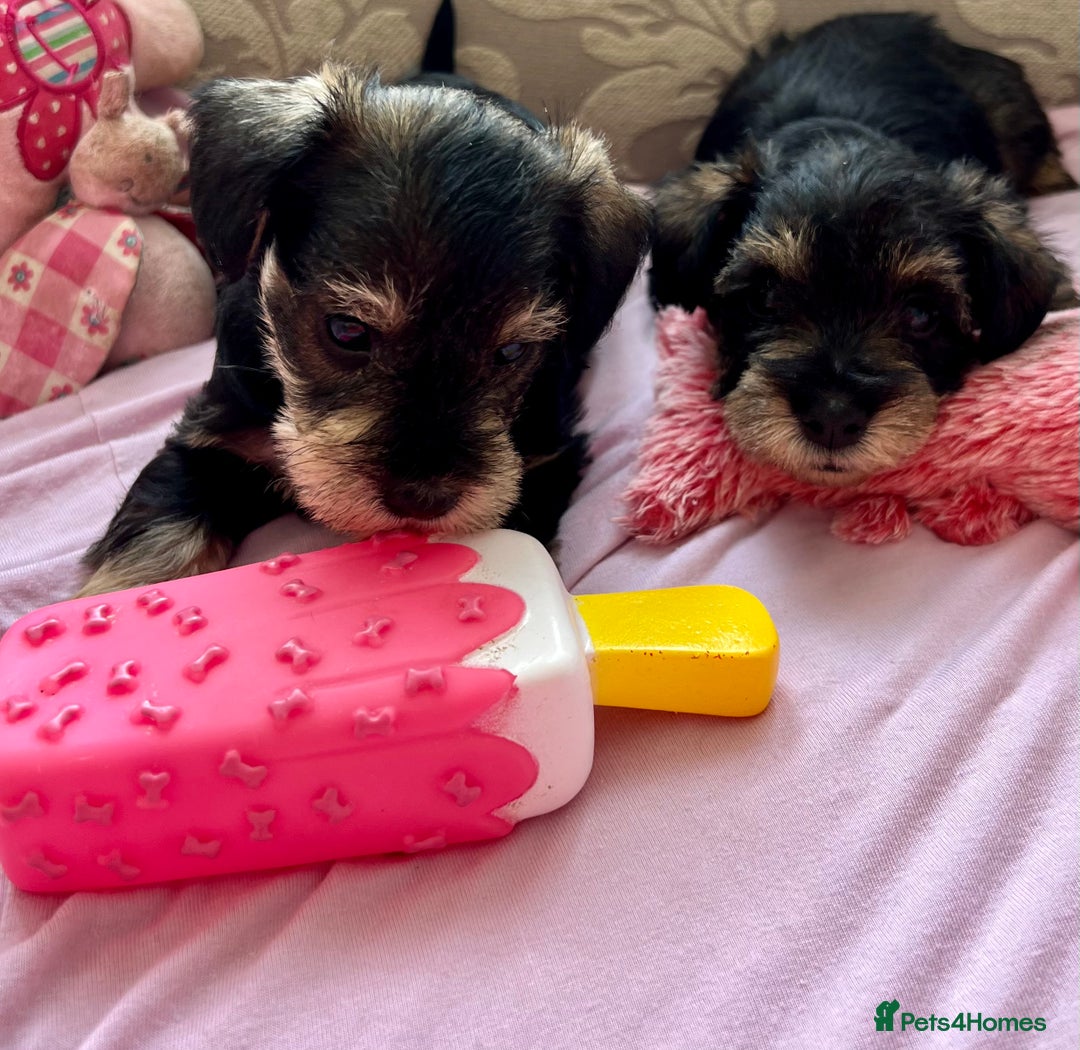 Miniature Schnauzer dogs for sale: 🐾🐶Schnauzer/Schnoodles🐶🐾 - Image 2
