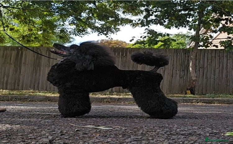 Poodle dogs - Advert 8