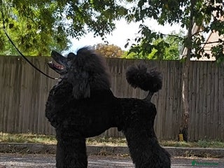 Poodle dogs - Advert 19