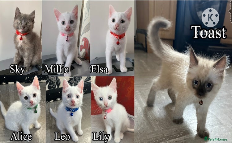 Mixed Breed cats - Advert 16