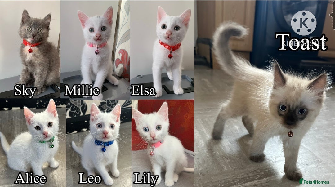 Mixed Breed cats for sale: White Gray and Ragdoll Kittens - Image 1