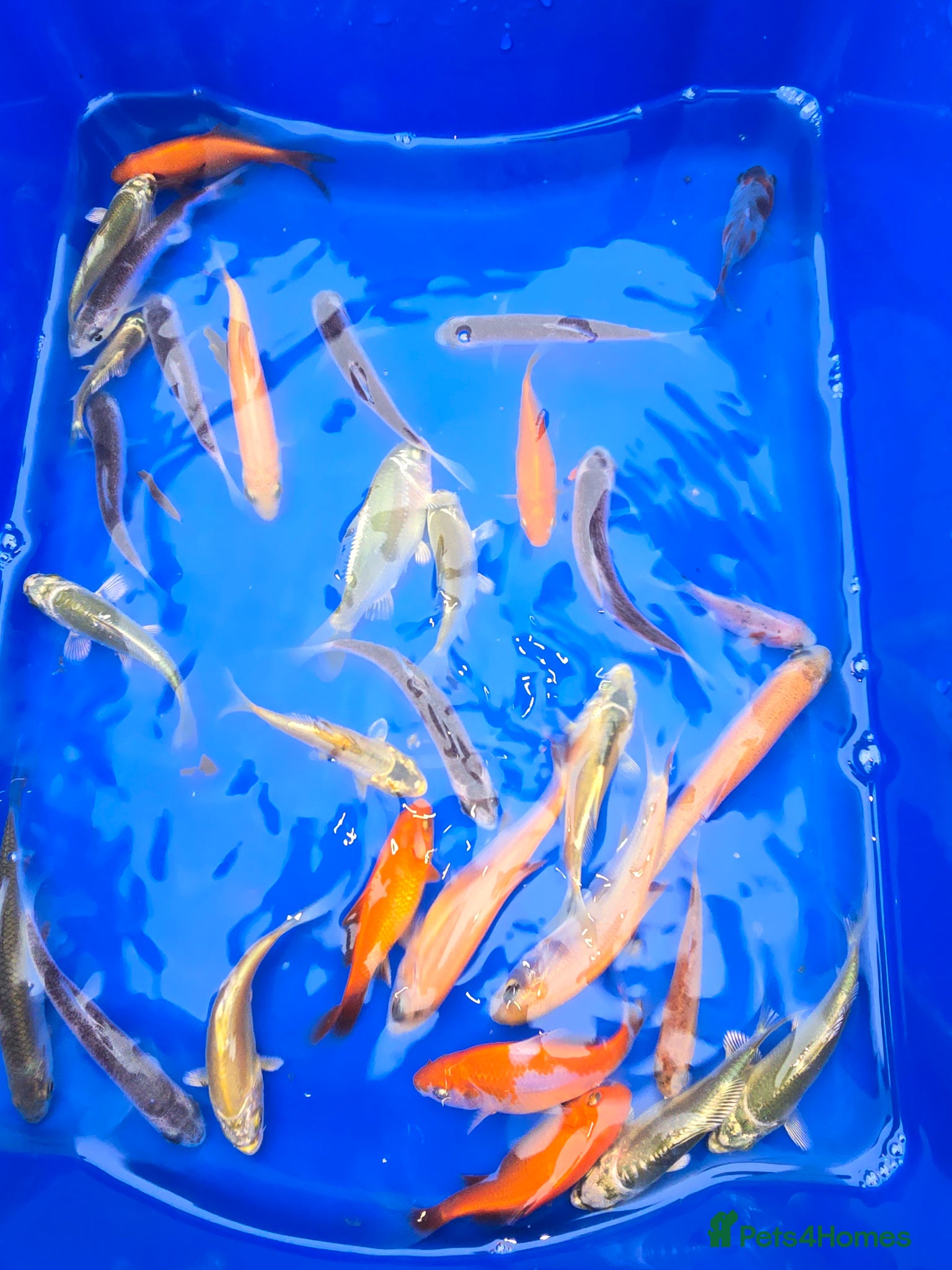 Koi Carp fish Pond fish  gost carp  gold fish  and more - Advert 13