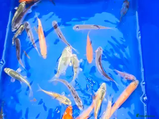 Koi Carp fish Pond fish gost carp gold fish and more - Advert 13