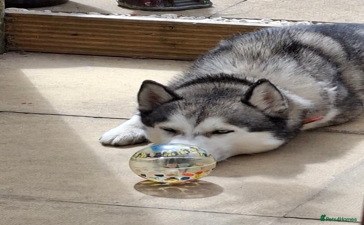 Siberian Husky dogs - Advert 1