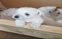 West Highland Terrier dogs for sale: West highland terrier puppies  - Image 2