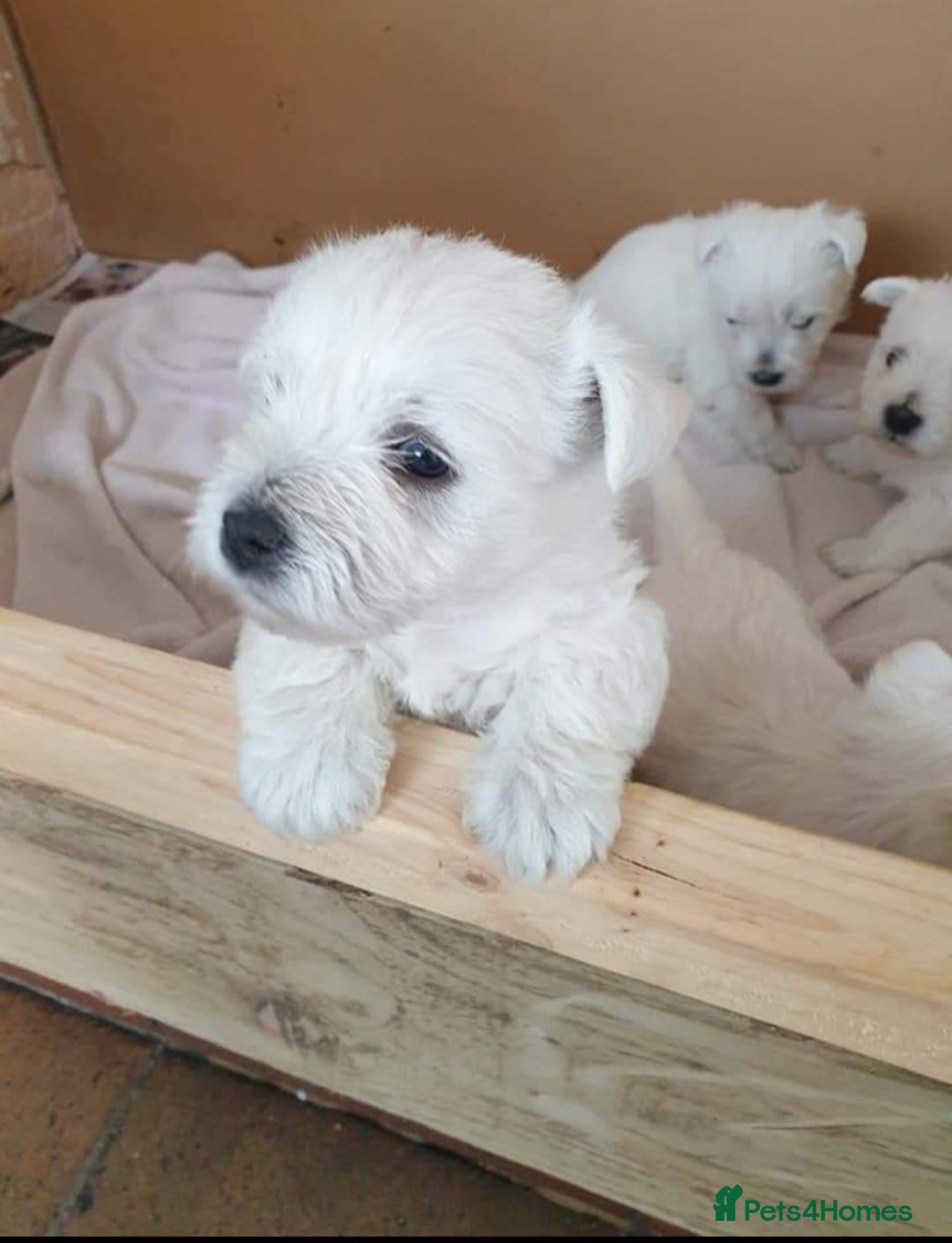 West Highland Terrier dogs for sale: West highland terrier puppies  - Image 2