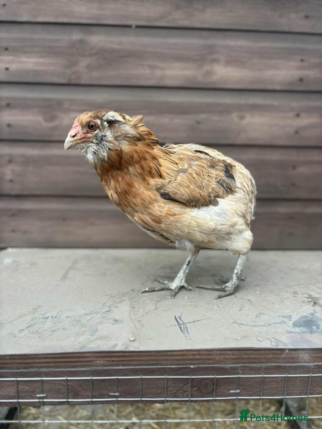 Chickens poultry for sale: 4 mixed bantams. Great layers, 1 yr old - Advert 4