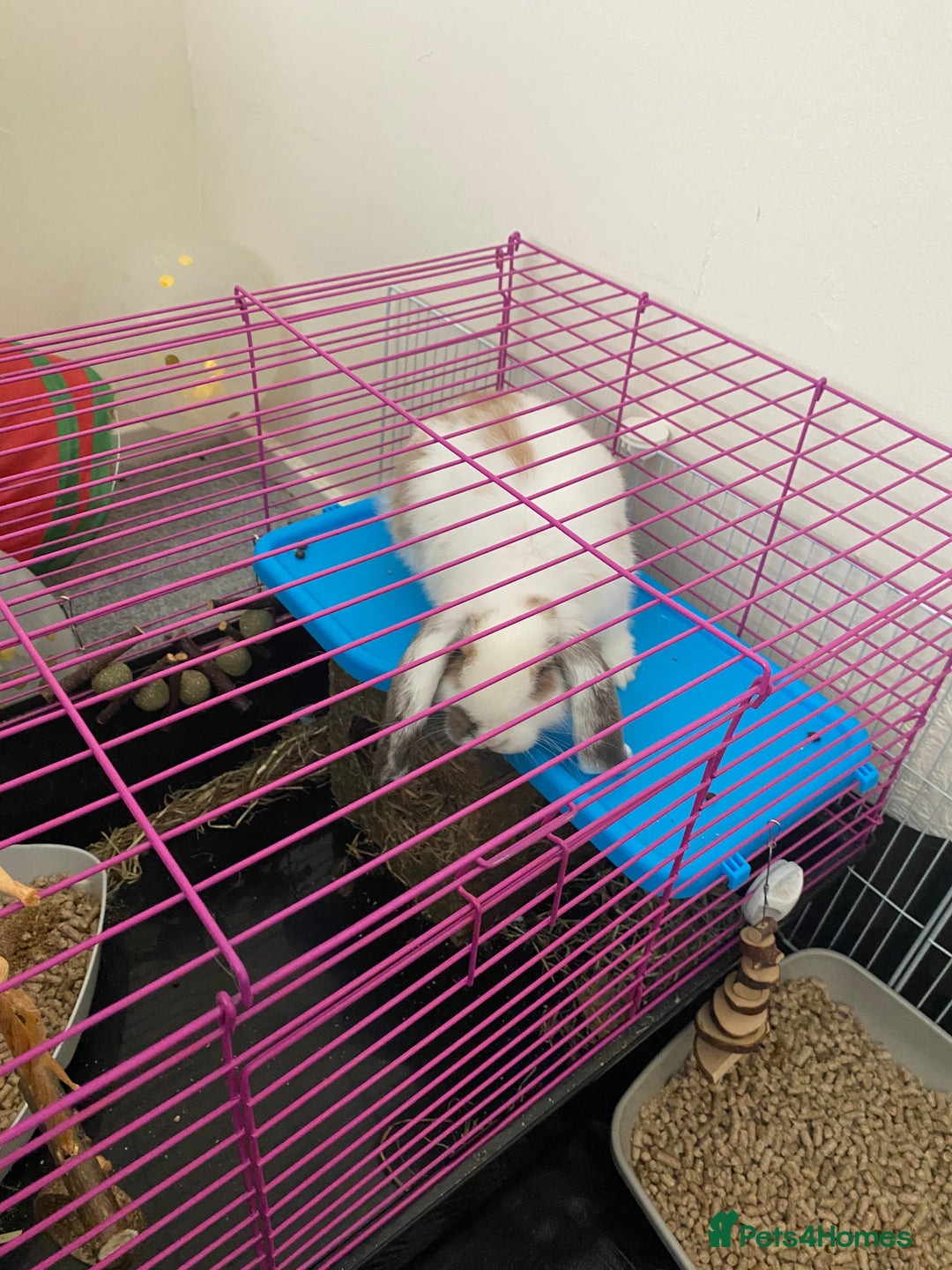 Mini Lop rabbits for sale: Male mini lop - Image 2