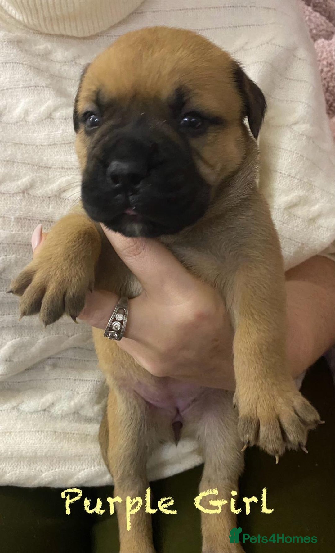 Bullmastiff dogs for sale: Beautiful litter of KC Reg bullmastiff puppies - Advert 20