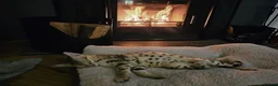 Savannah cats for sale: 🏵️ WORLDS BEST LINES 🏵️ Savannah F2 & F3 Kittens - Advert 24