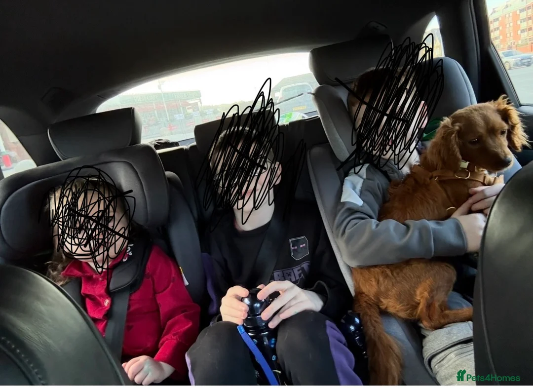 Cavapoo dogs for sale: Cavapoo in Colne - Advert 7