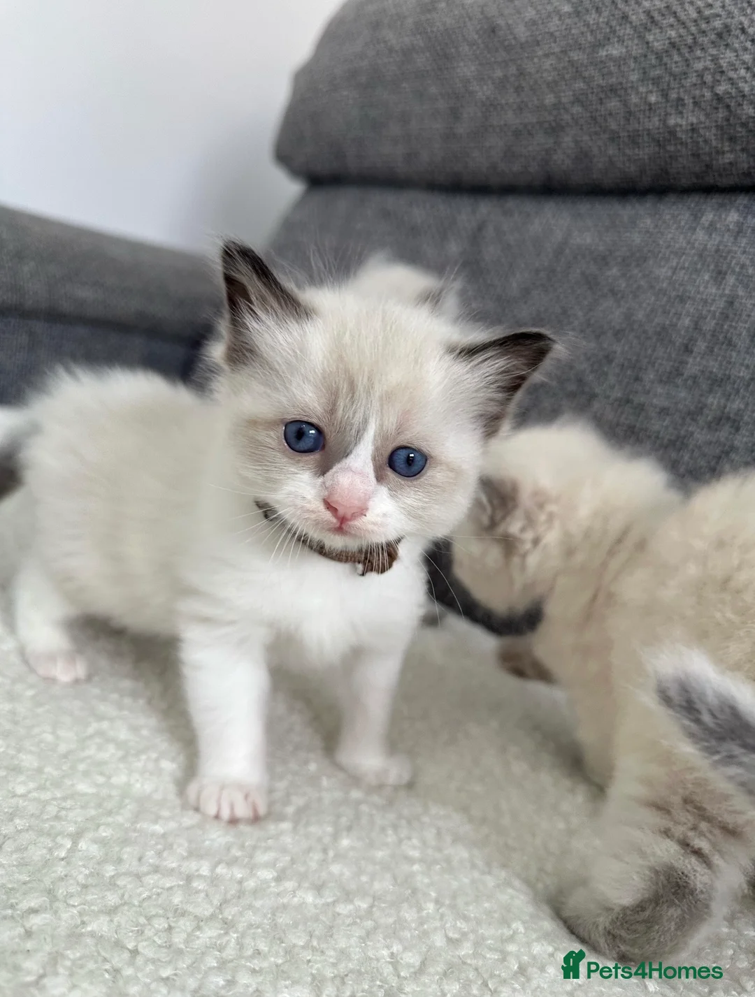 Ragdoll cats for sale: Beautiful Chunky Litter of Ragdolls - Advert 9
