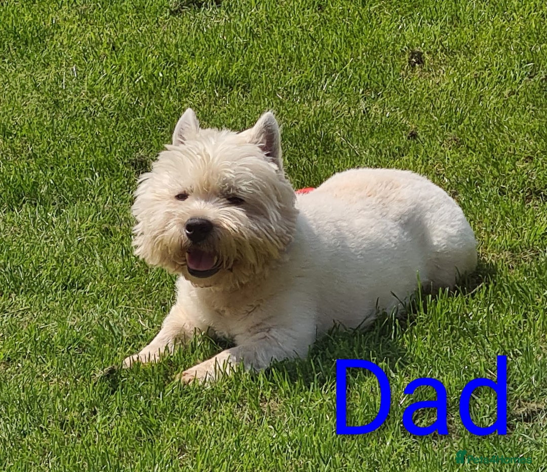 West Highland Terrier dogs for sale: West highland white terrier puppies - Advert 2