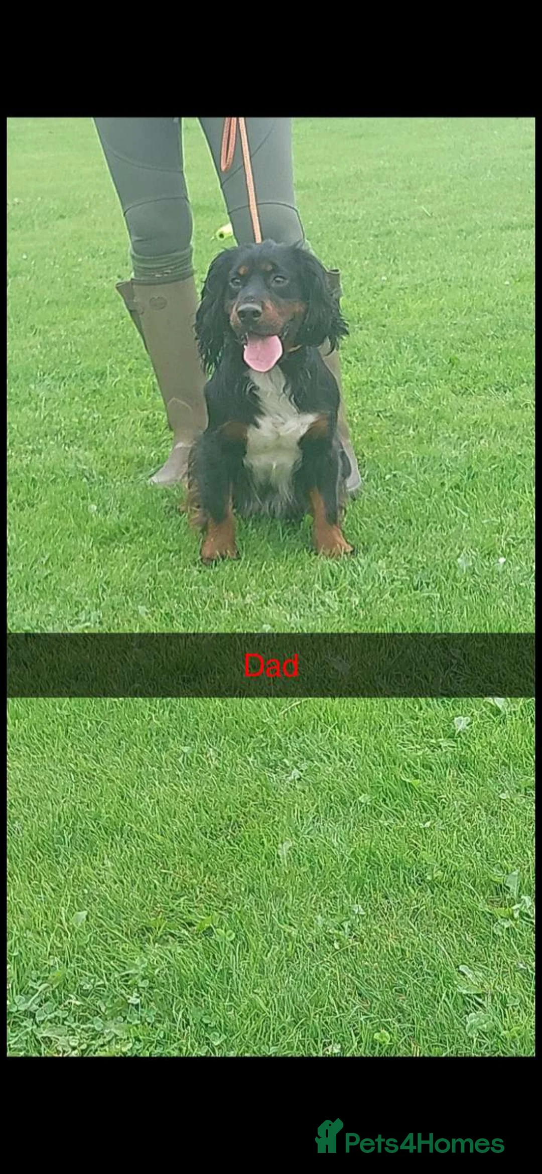 Cocker Spaniel dogs for sale: KC Working Bred Cocker Spaniel Puppies - Advert 11