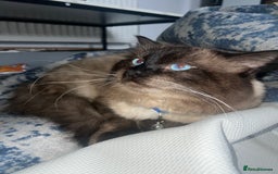 Ragdoll cats for stud: Stunning ragdoll for stud  - Image 15