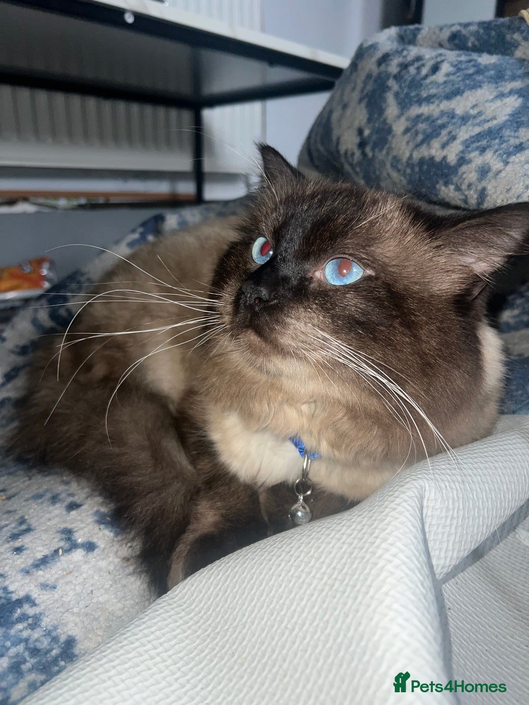 Ragdoll cats for stud: Stunning ragdoll for stud  - Image 15