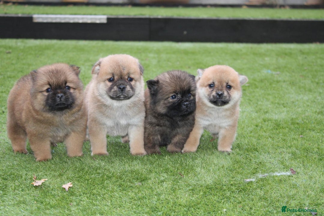 Mixed Breed dogs for sale: 🐾 Chow Chow x Japanese Chin CHINCHOWS 🐾 - Advert 2