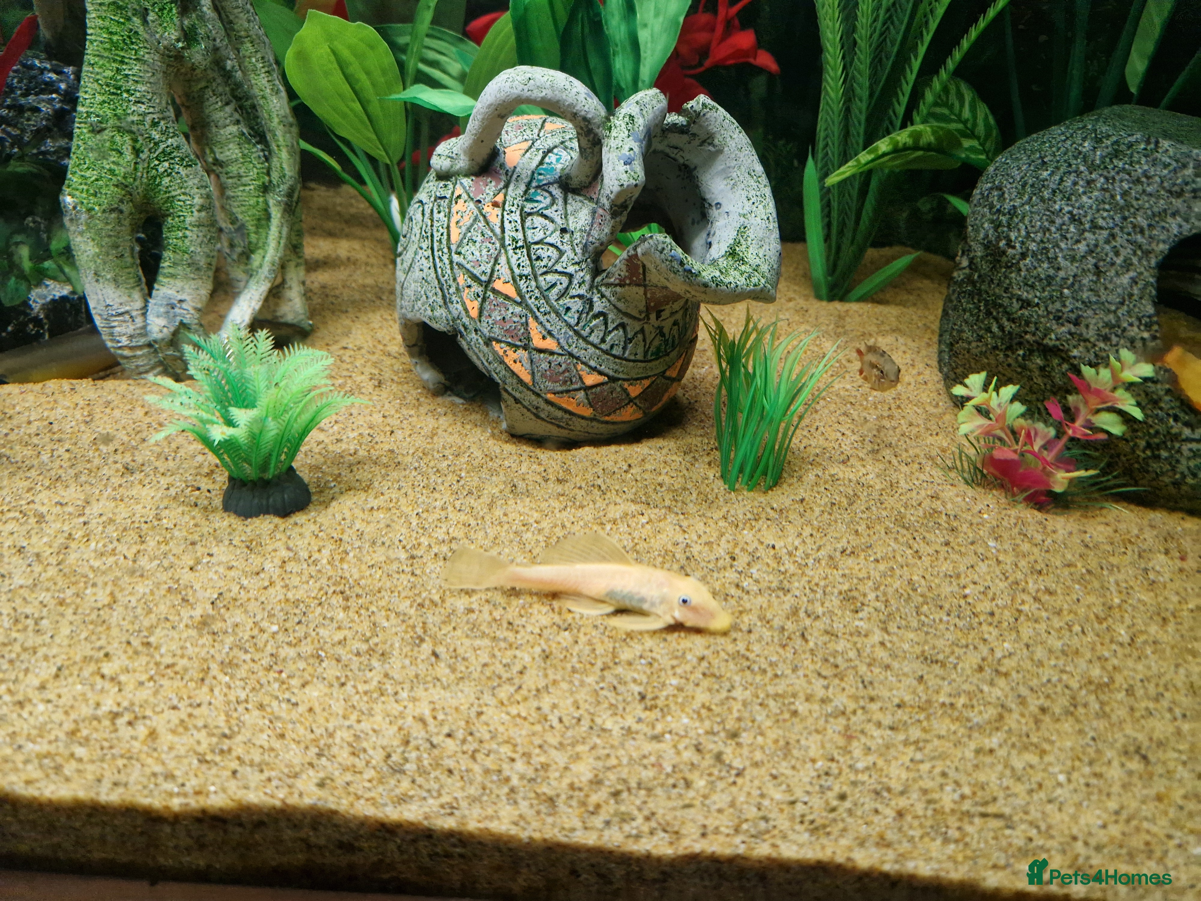 Plecos fish Plecos for sale - Advert 2