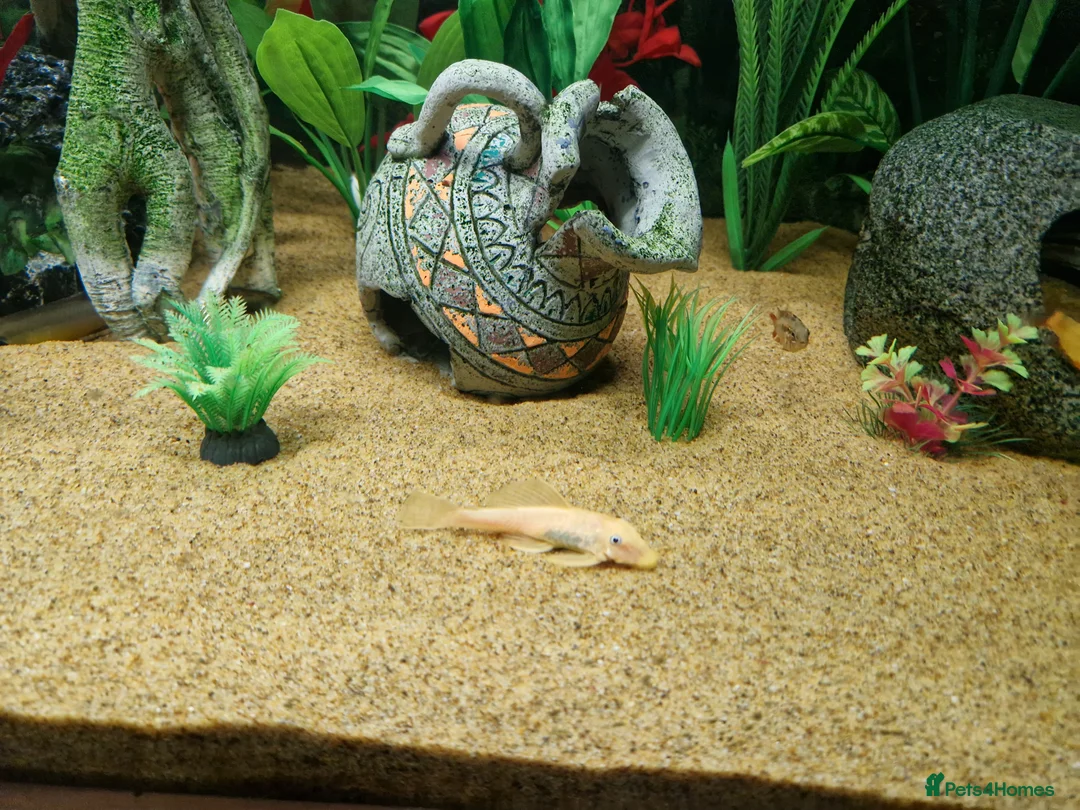 Plecos fish for sale: Plecos for sale - Advert 1