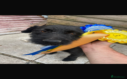 Lakeland Terrier dogs for sale: Beautiful Lakeland puppies for sale!  - Advert 7