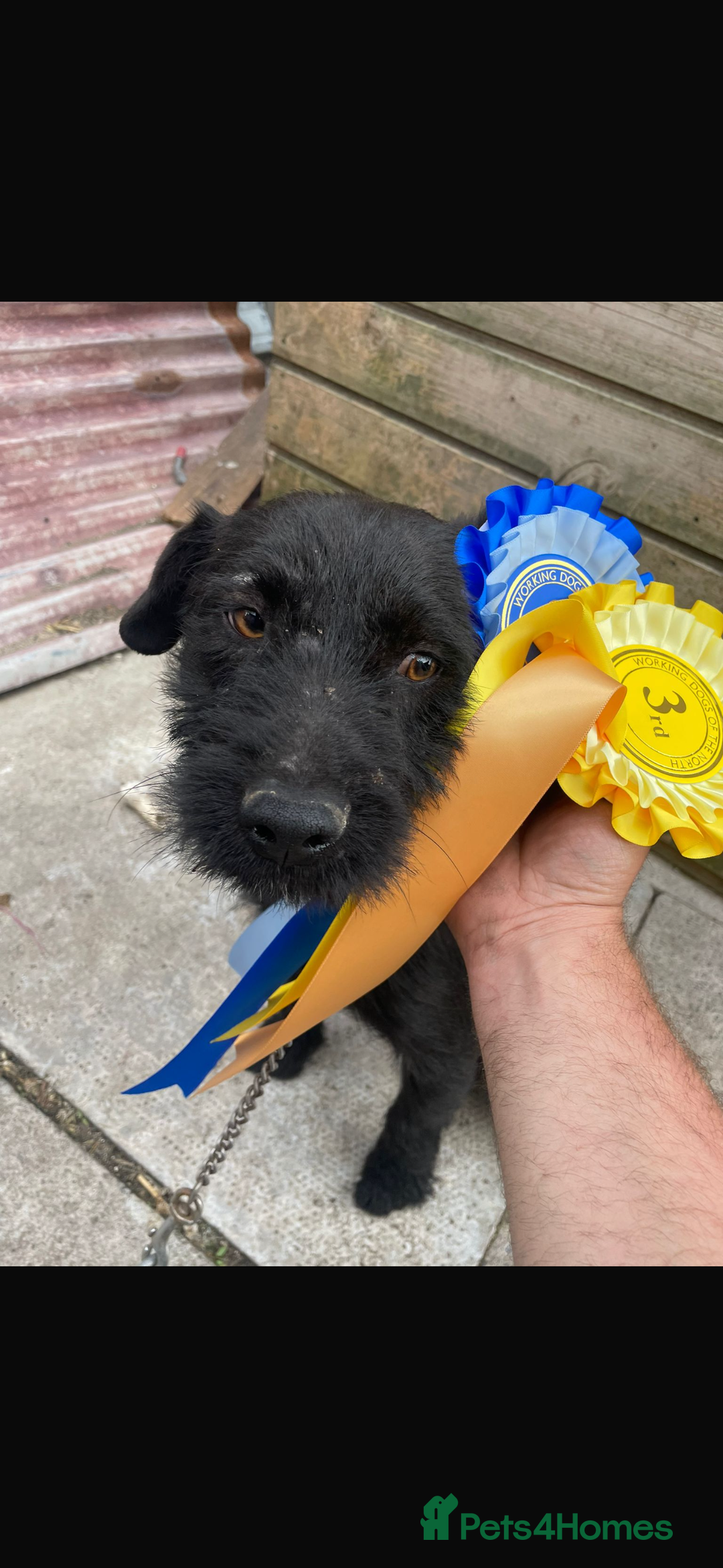 Lakeland Terrier dogs for sale: Beautiful Lakeland puppies for sale!  - Advert 7