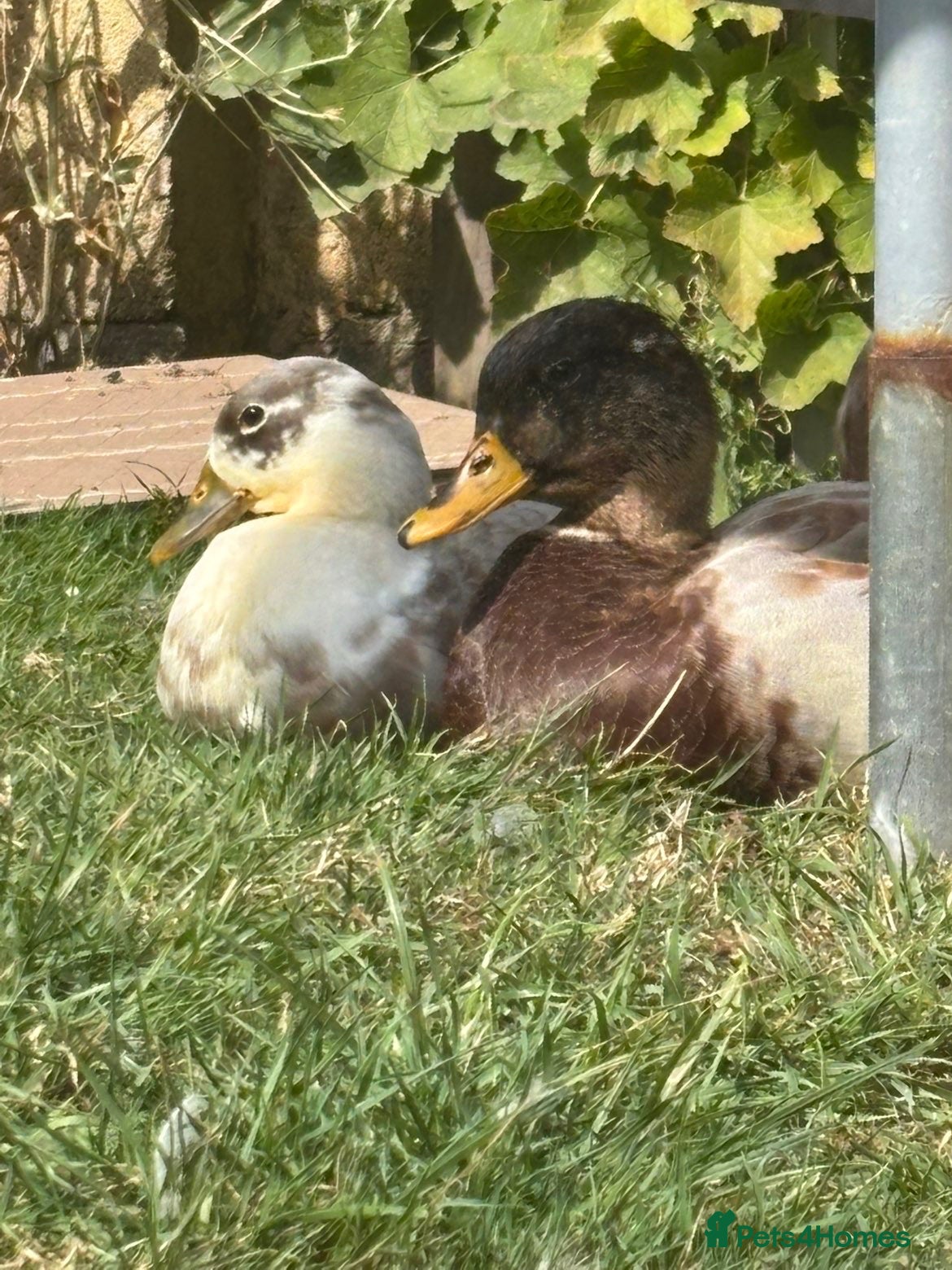 Ducks poultry Call ducks - Advert 1