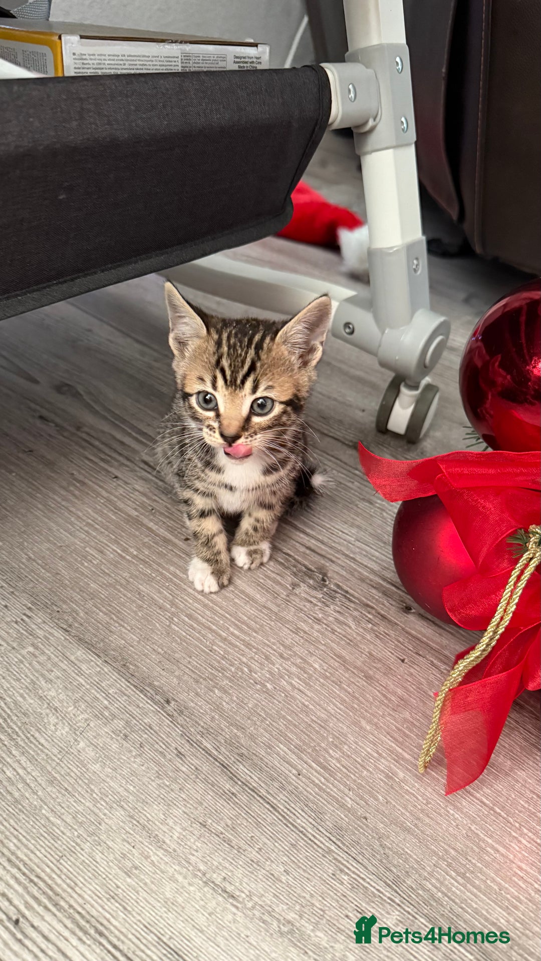 Mixed Breed cats for sale: Mixed bengal kittens - Advert 17
