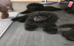 Miniature Poodle dogs for sale: 💚Exquisite black KC reg miniature poodle black in Chelmsford - Image 27