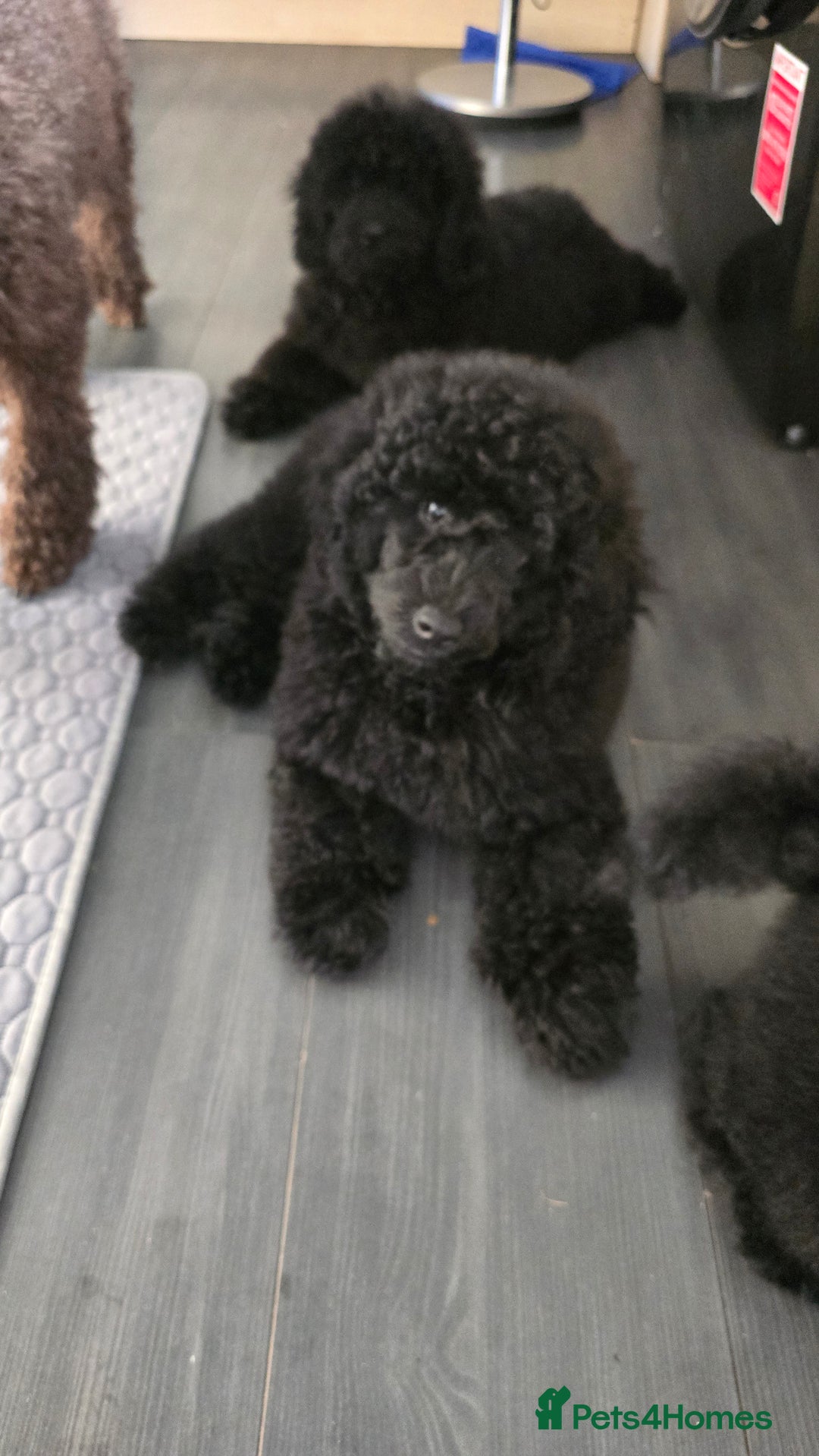 Miniature Poodle dogs for sale: 💚Exquisite black KC reg miniature poodle black in Chelmsford - Image 27