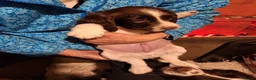 English Springer Spaniel dogs for sale: English springer spaniel  in Neath - Advert 2