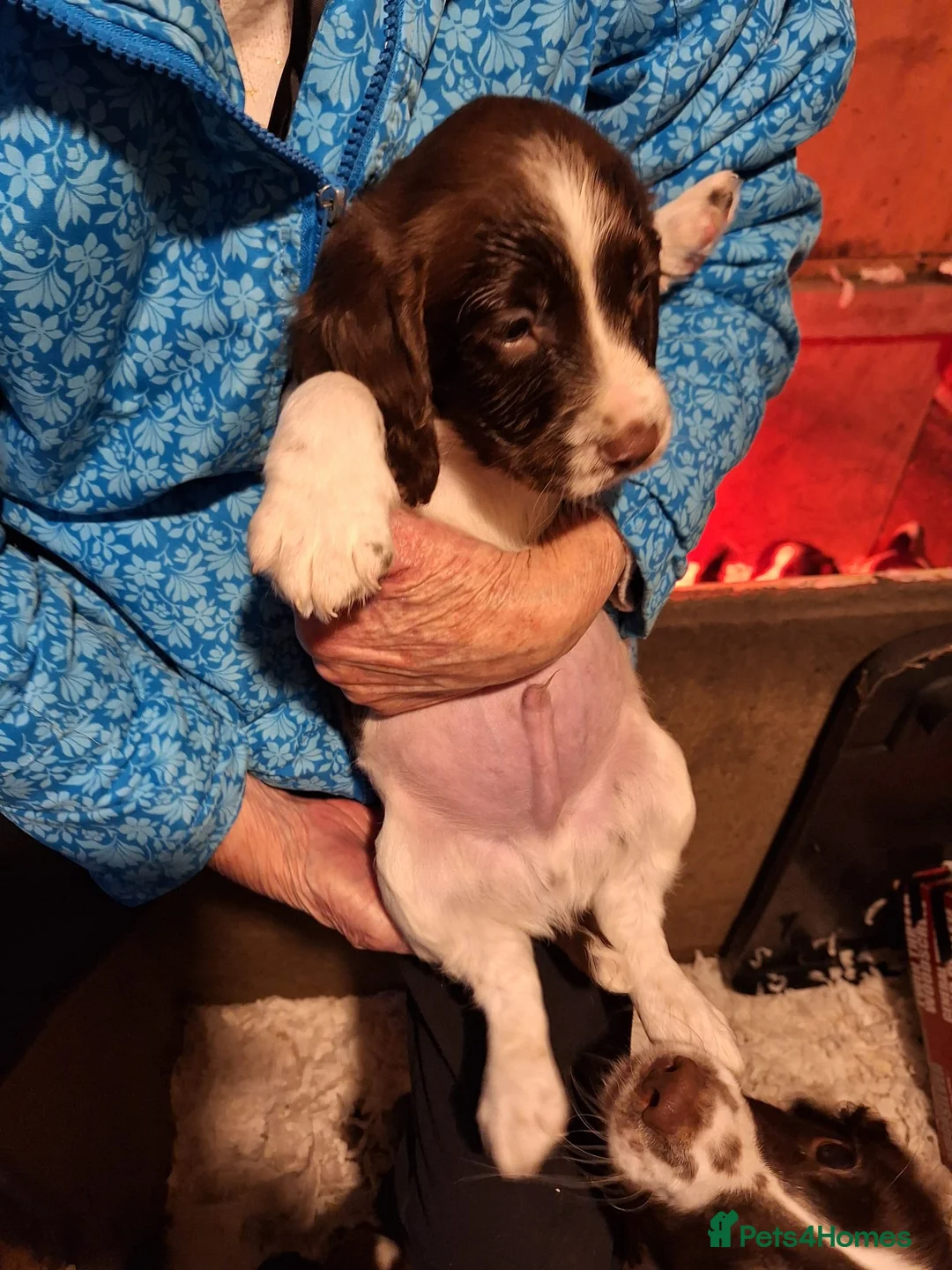 English Springer Spaniel dogs for sale: English springer spaniel  in Neath - Advert 2