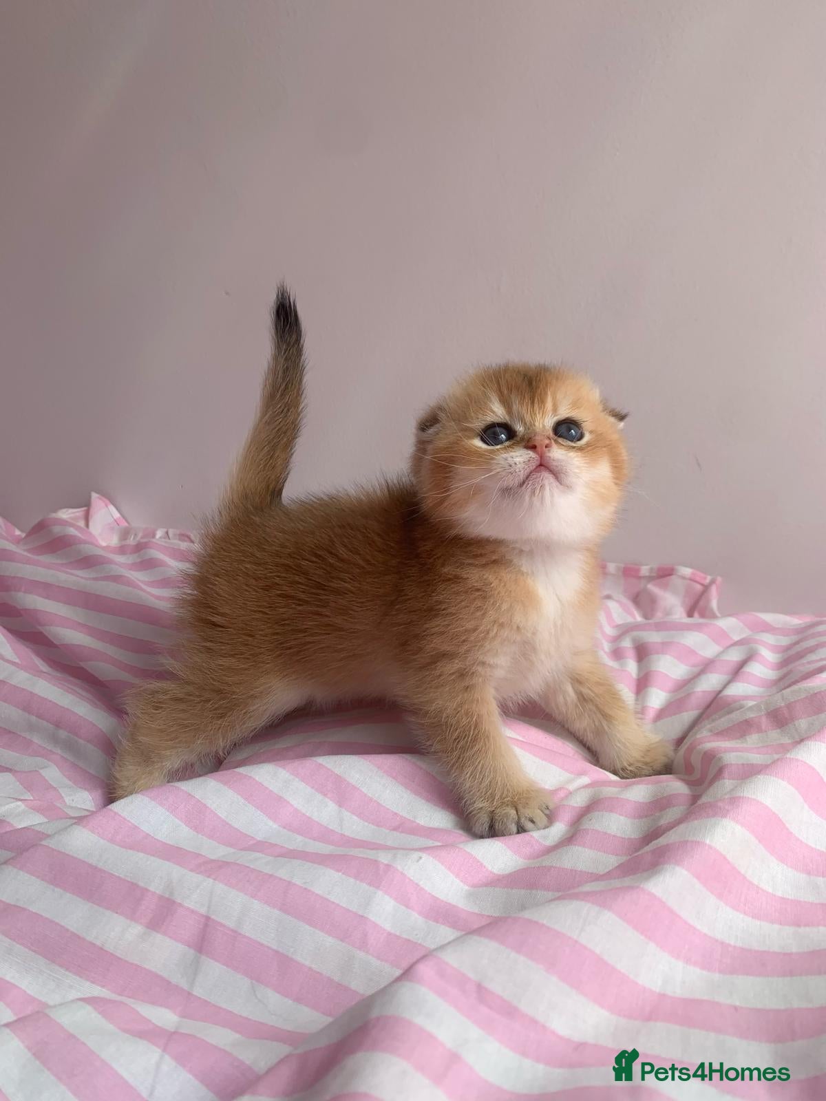 Scottish Fold cats Cute 🥰 Scottish fold TICA register  - Advert 3