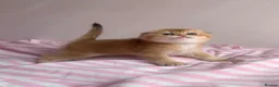 Scottish Fold cats for sale: Cute 🥰 Scottish fold TICA register  - Advert 5
