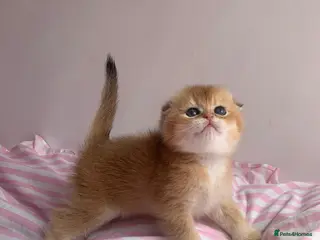 Scottish Fold cats Cute 🥰 Scottish fold TICA register - Advert 17