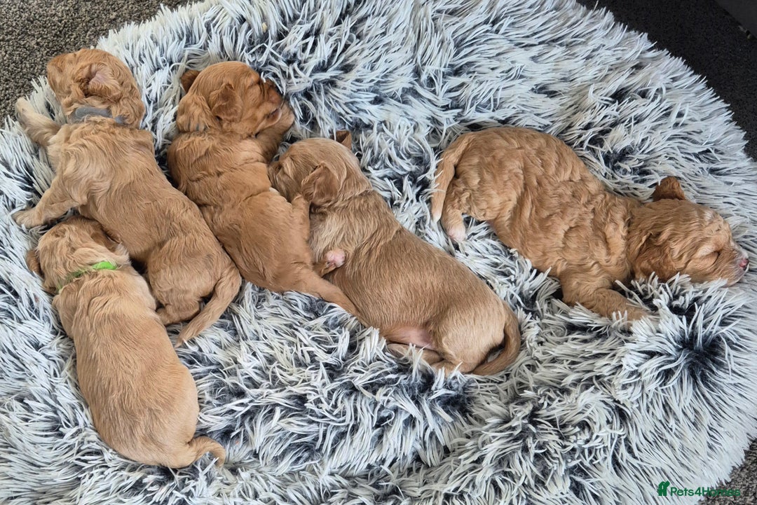 Cavapoochon dogs for sale: Litter of cavapoochons - Image 10