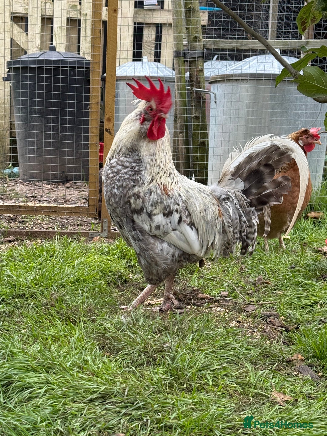 Chickens poultry for sale: Handsome Cockerel For sale - Advert 4