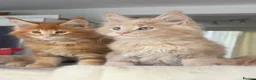 Maine Coon cats for sale: TICA Reg Maine Coon Kittens Ginger Red Cream - Advert 1