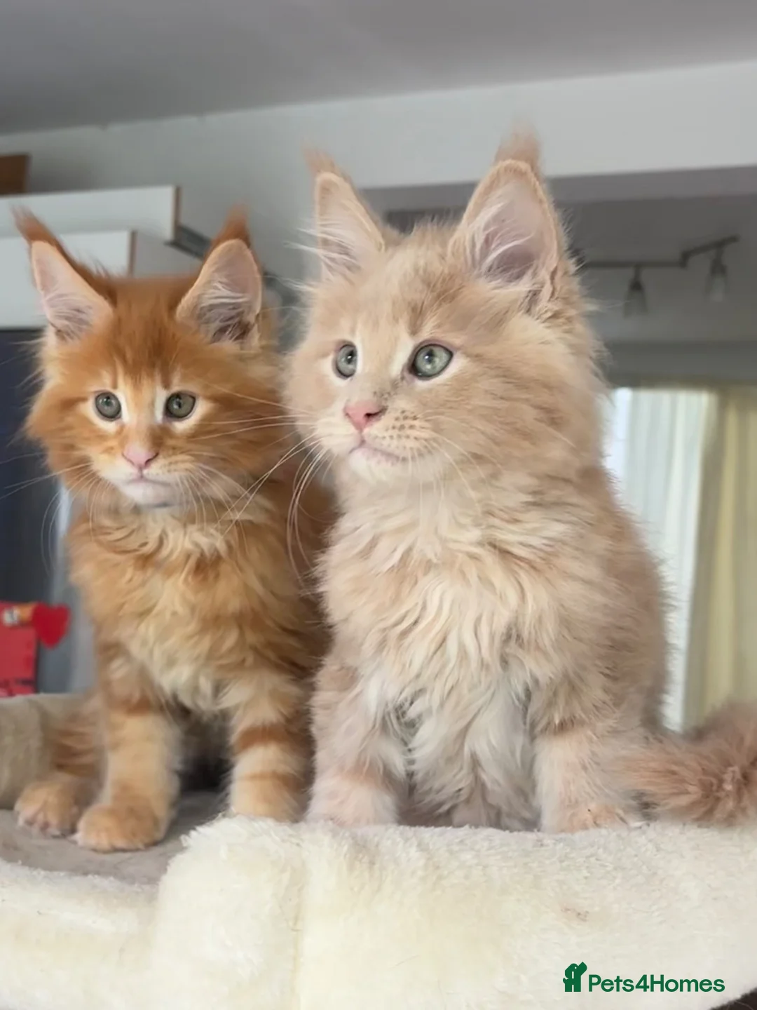 Maine Coon cats for sale: TICA Reg Maine Coon Kittens Ginger Red Cream - Advert 1