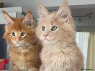 Maine Coon cats TICA Reg Maine Coon Kittens Ginger Red Cream - Advert 11