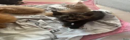 Mixed Breed cats for sale: Beautiful fluffy kittens, ready to leave now - Advert 15