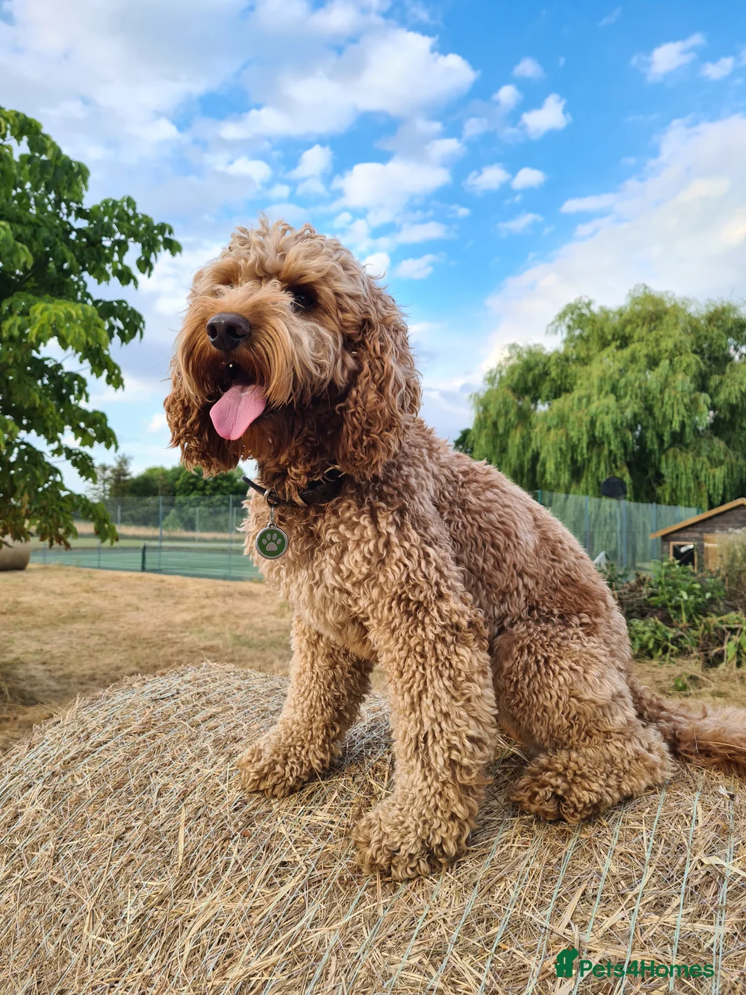 Cockapoo dogs for stud: cockapoo for stud in Norwich - Advert 2