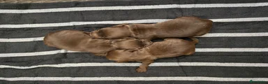 Cocker Spaniel 2
