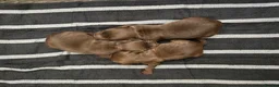 Cocker Spaniel dogs for sale: Chocolate Cocker Spaniel Pups - Advert 5