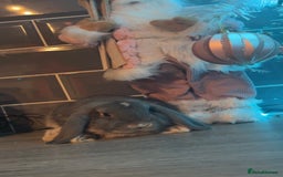 Mini Lop rabbits for sale: Litter of mini lops - Advert 4