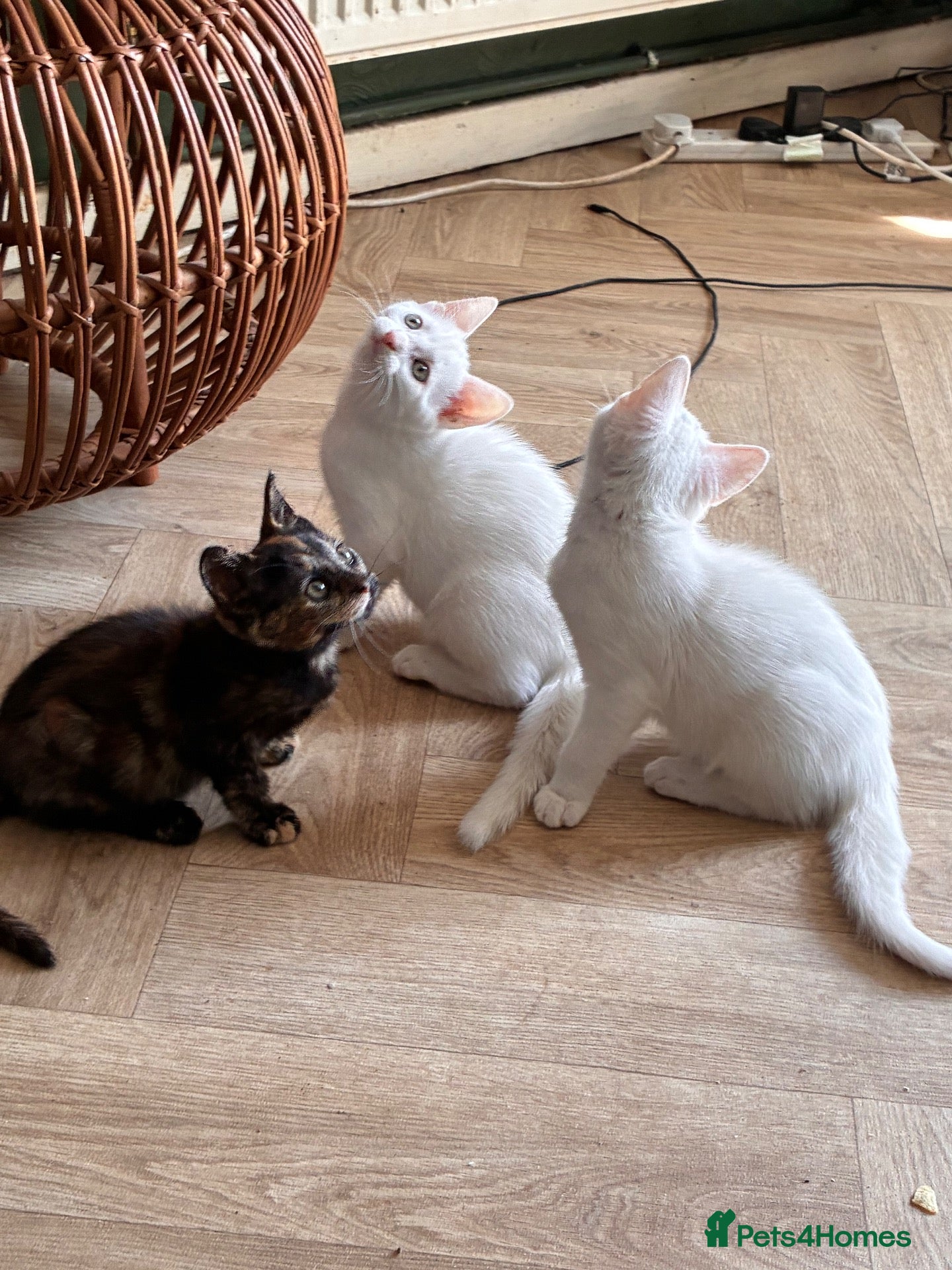 Mixed Breed cats 2 white kittens girls, 1 tortoise shell girl - Advert 3