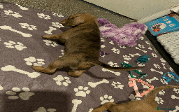 Mixed Breed dogs for sale: Maltese Cross Miniature Dachshund  - Image 2