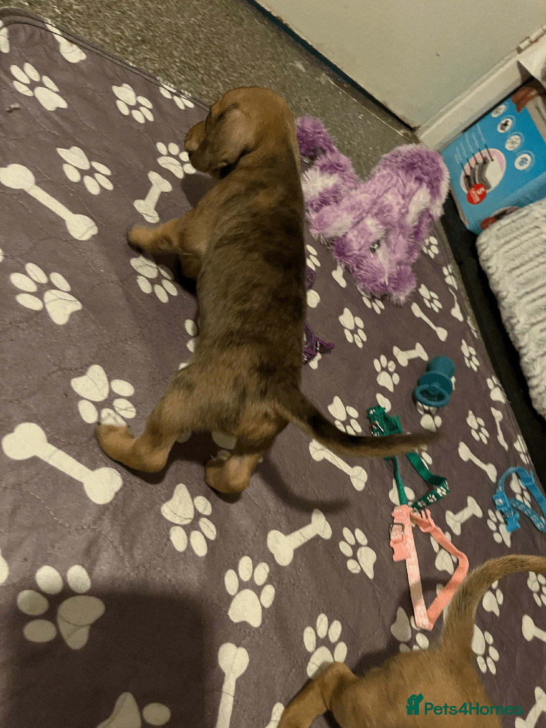 Mixed Breed dogs for sale: Maltese Cross Miniature Dachshund  - Image 2