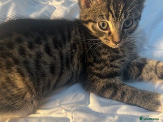 British Shorthair cats we have one beautiful female tabby kitten - Advert 1