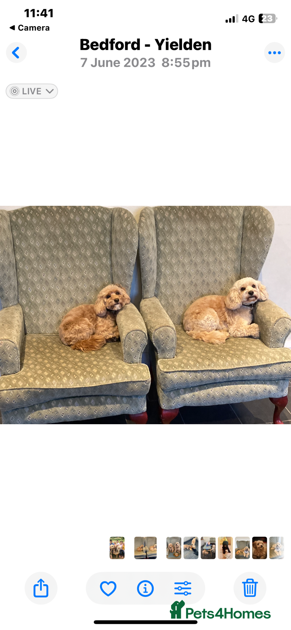 Cockapoo dogs Sisters a year apart need rehoming  - Advert 8