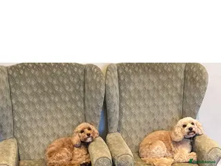 Cockapoo dogs Sisters a year apart need rehoming - Advert 2